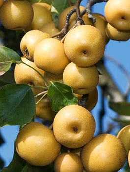 Grusza azjatycka Shinseiki Mrozoodporna