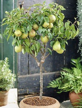 Mini Grusza karłowa karłowe Garden Pearl START PACK