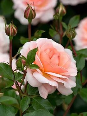 Róża parkowa Schloss Eutin pomarańczowa pastel balot