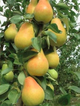 Grusza kolumnowa Saphira START PACK