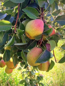 Grusza typu Santa Maria START PACK