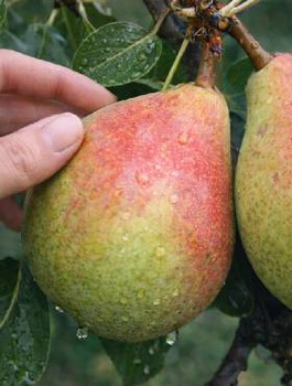 Aromatyczna Gruszka Tradycyjna Plant Pack