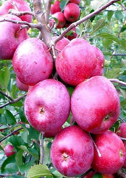 Jabłoń Florina Parchoodporna 