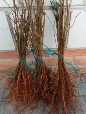 Podkładka Czereśni I Wiśni Czereśnia Ptasia Silnie Rosnąca Plant Pack