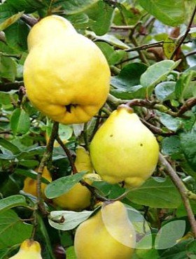 Pigwa gruszkowa Portugal