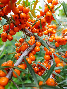 Rokitnik pospolity Hippophae rhamnoides w doniczce 