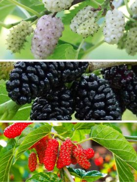 ZESTAW 3 ODMIAN MORWA CZARNA BIAŁA CZERWONA DLA DIABETYKÓW SADZONKI