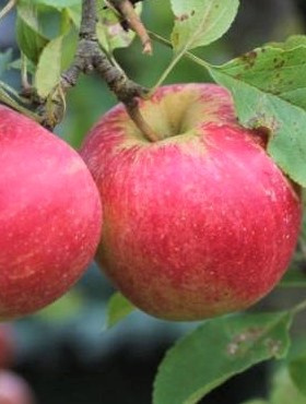 Jabłoń Jonatan