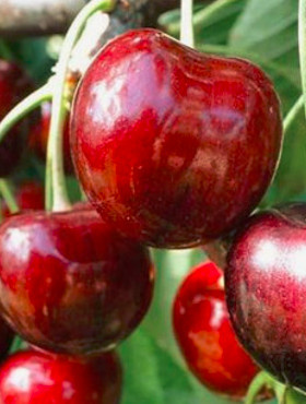 Czereśnia Irena START PACK