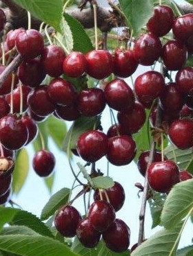 Czereśnia typu Wanda