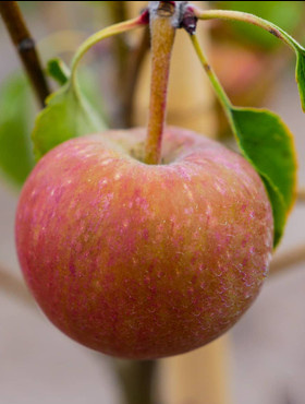 Jabłoń typu Renora START PACK