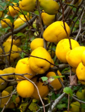 Pigwowiec wspaniały Nina