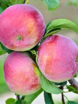 Jabłoń Waleria Plant Pack