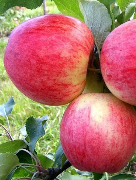 Jabłoń Celesta mrozoodporna w doniczce (C2)