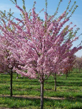 Brzoskwinia czerwonolistna Rubia START PACK