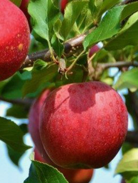 Jabłoń Jonica