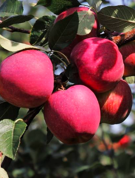 Jabłoń kolumnowa Dejavu w typie Gloster START PACK