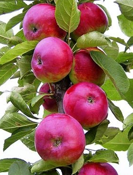 Jabłoń kolumnowa Gin  w typie Lobo START PACK