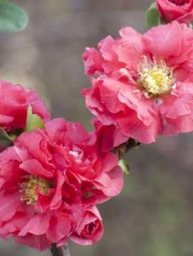 Pigwowiec okazały Pink Storm (C2)