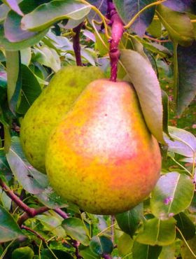 Grusza Lukasówka w doniczce (C2)