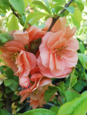 Pigwowiec pośredni Cameo (C2)