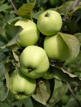 Jabłoń Antonówka Cukrowa START PACK