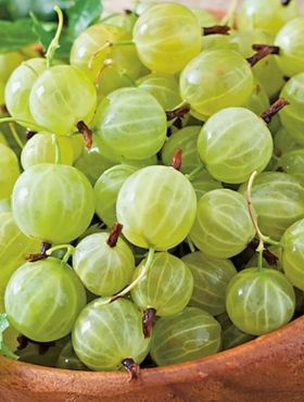 Agrest biały Hinnonmaki Gelb na pniu 