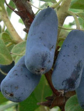 Jagoda kamczacka Zielona 