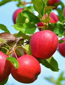 Jabłoń Novamac parchoodporny