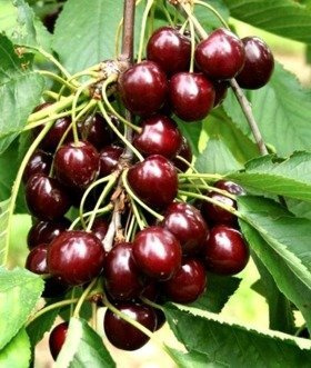 Czereśnia Rivan Wczesna w doniczce (C2)