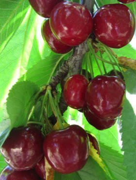 Półkarłowa Czereśnia Van