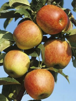 Jabłoń Koksa Pomarańczowa