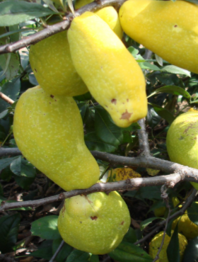 Pigwowiec mieszańcowy Northern Lemon cytrynowe owoce (C2)