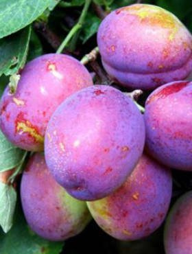 Śliwa Oneida w doniczce (C2)