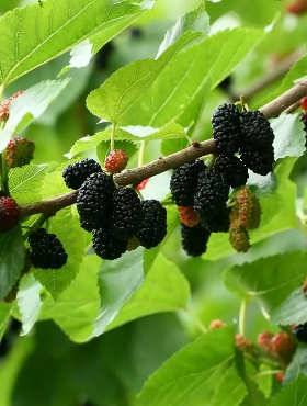 Morwa czarna Plant Pack