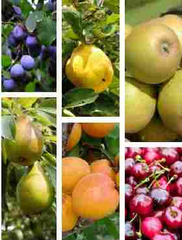 Zestaw Sad Na Przetwory Idealny Na Domowe Dżemy Soki Nalewki Plant Pack