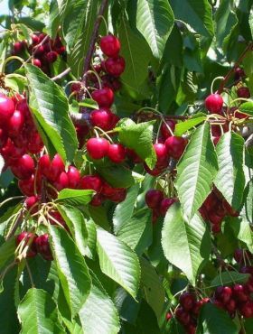 Półkarłowa Czereśnia Słodkie Serce Sweetheart START PACK