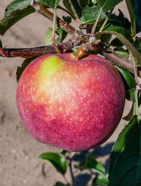 Jabłoń Freeredstar parchoodporna START PACK