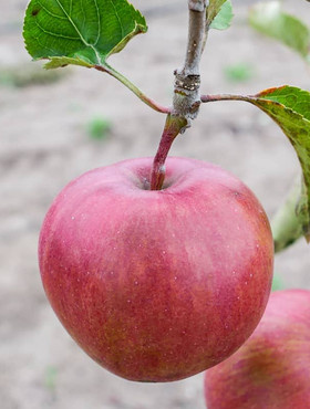 Jabłoń Muna Munka 