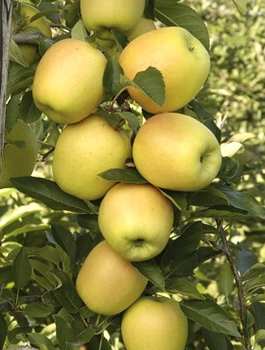 Jabłoń kolumnowa Moon Light START PACK