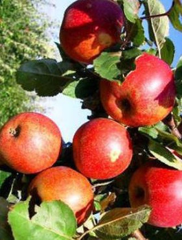 Jabłoń Red Boskoop
