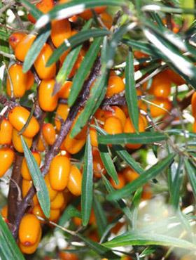 Common buckthorn Podarok Sadu female
