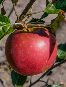 Jabłoń typu Najdared START PACK