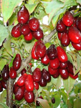 Dereń jadalny Juliusz