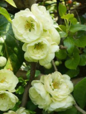 Pigwowiec okazały Kinshiden (C2)