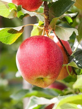 Jabłoń Rawena