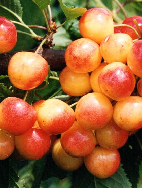 Czereśnia Żółta Najsłodsza Sadzonka