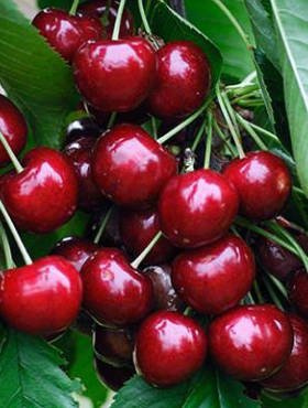 Czereśnia Schneidera Późna