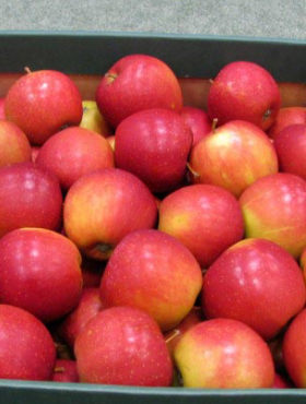 Jabłoń Elise Eliza w doniczce