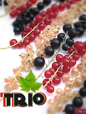 Porzeczka Trio Zestaw 3 plennych odmian w doniczce